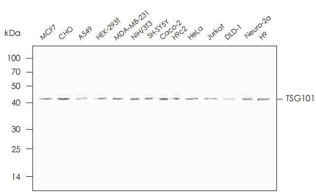  適用于多種細胞上清外泌體提取
