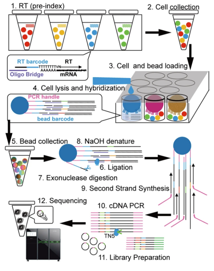 Micro-well實(shí)驗(yàn)原理