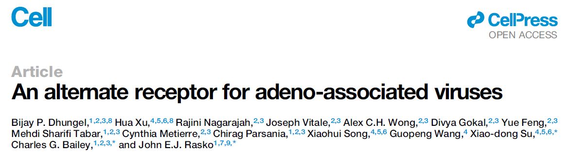 An alternate receptor for adeno-associated viruses An alternate receptor for adeno-associated viruses