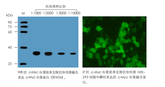 數(shù)據(jù)展示