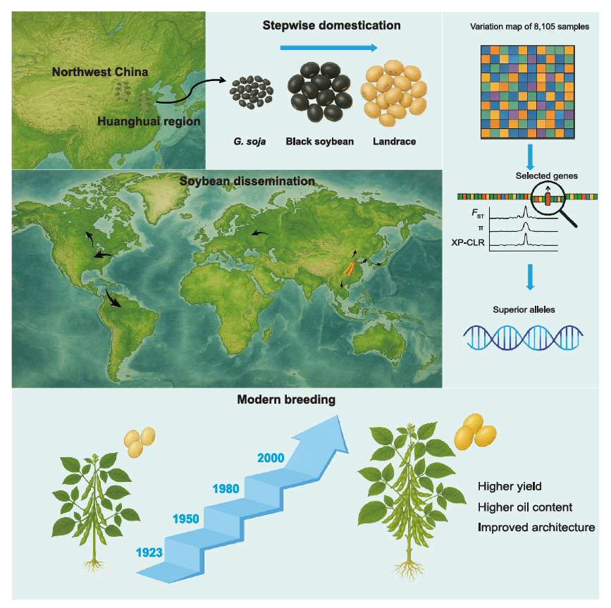 大豆的馴化、傳播與改良過程