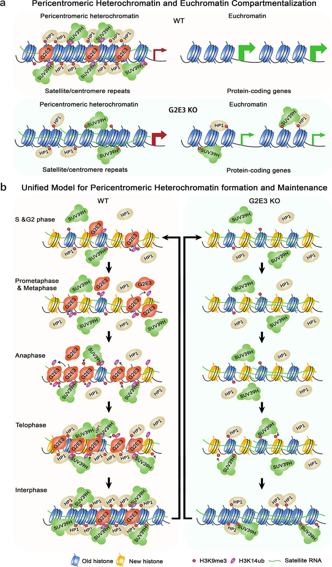 關(guān)于著絲粒周?chē)惾旧|(zhì)和常染色質(zhì)區(qū)室化及形成的工作模型